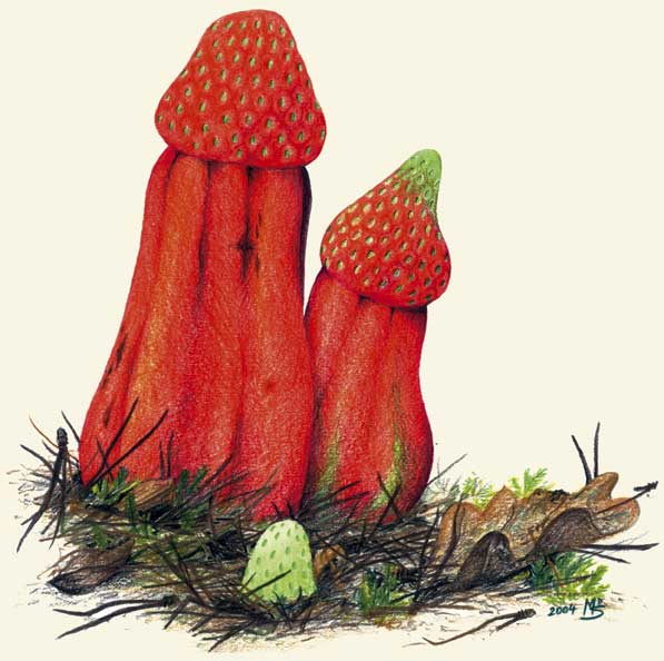 erdbeerhaeubling.jpg